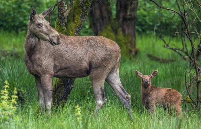 Ein Elchkalb und seine Mutter im Bayerischen Wald versteckt.