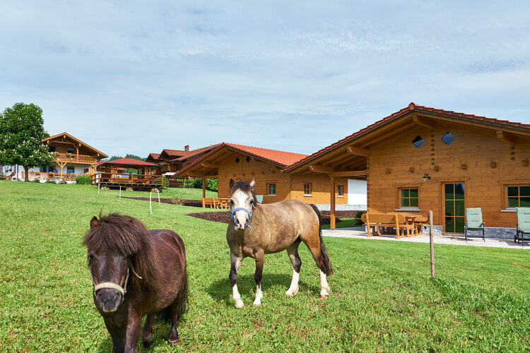 Ein braun-weißes Pferd weidet auf einer Wiese in der Nähe des Chalet Wenighof.