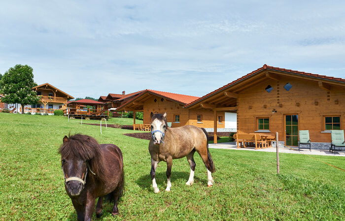 Ein braun-weißes Pferd weidet auf einer Wiese in der Nähe des Chalet Wenighof.