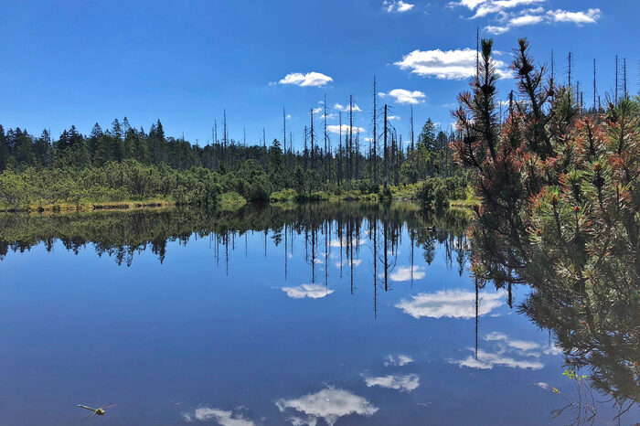 Der Latschensee im Bayerischen Wald umgeben von Bäumen.