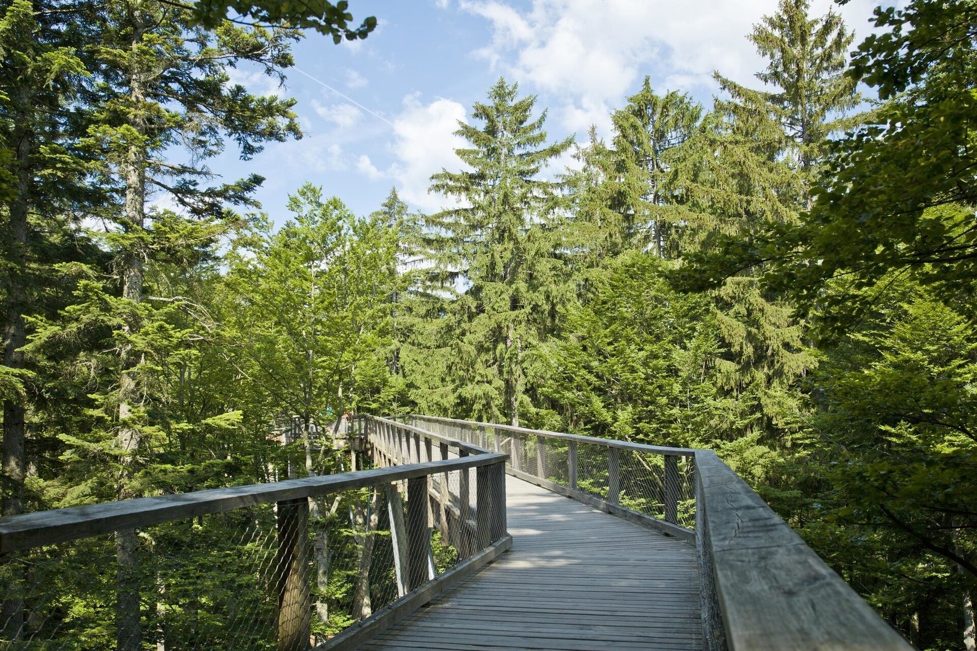 Ein h&ouml;lzerner Steg f&uuml;hrt durch den Nationalpark Bayerischer Wald.
