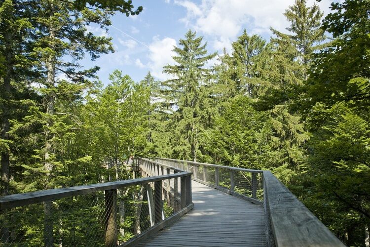 Ein h&ouml;lzerner Steg f&uuml;hrt durch den Nationalpark Bayerischer Wald.