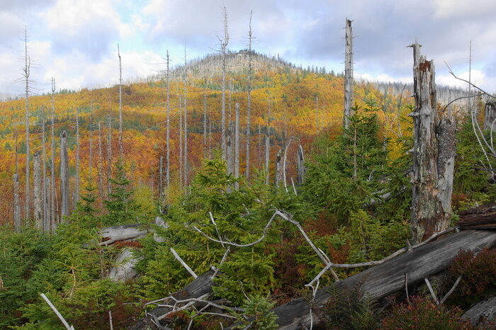 Ein dichter Wald mit dem Lusen im Hintergrund.
