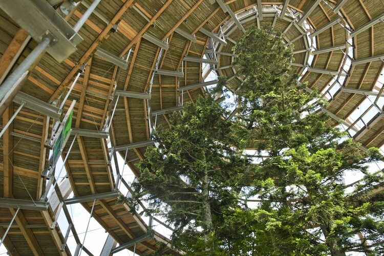 Das Baumei im Baumwipfelpfad im Bayerischen Wald.